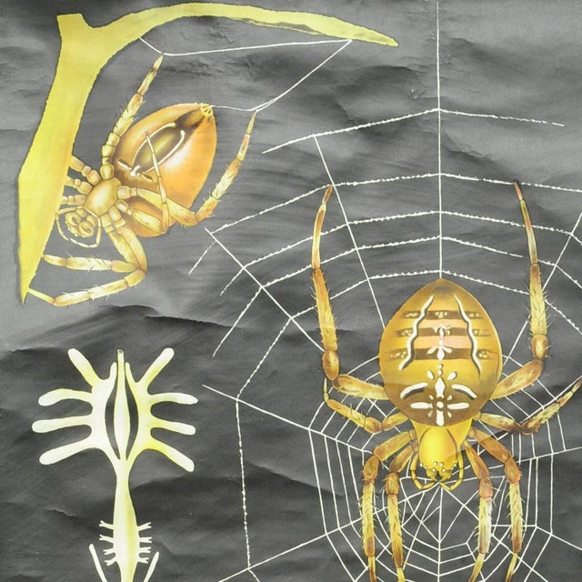 A classical pull-down vintage wall chart by Jung Koch Quentell illustrating the cross spider (araneus marmoreus)....