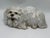 Ceramic Ceramic White Dog For Sale - Image 7 of 8