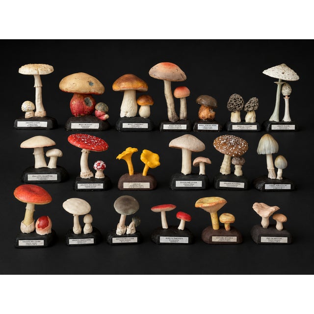 20th Century Educational Mushroom Models attributed to Deyrolle, France, 1960s, Set of 19 For Sale - Image 10 of 10