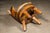 Wood Vintage Tufted Leather Chesterfield Barrel Chair For Sale - Image 7 of 12