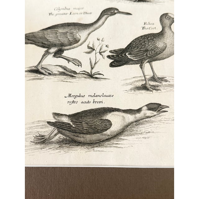 17th Century 1678 Francis Willughby "Diving Birds" Copperplate Engraving – Archivally Matted For Sale - Image 5 of 6