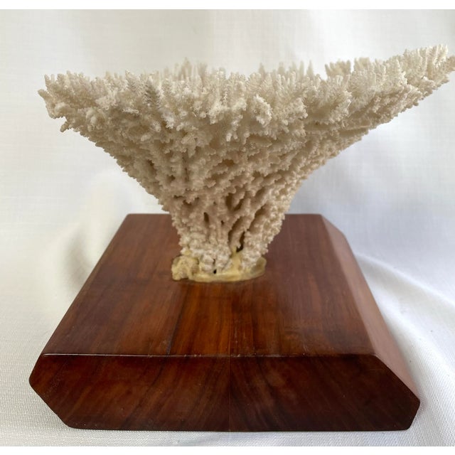 White Vintage White Table Coral Specimen For Sale - Image 8 of 12