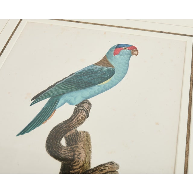 Wood Pair Jacques Barraband Hand Colored Ornithological Bird Prints For Sale - Image 7 of 17
