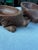 1970s Pair of Wooden Hand Carved Pig Catchalls For Sale - Image 4 of 11