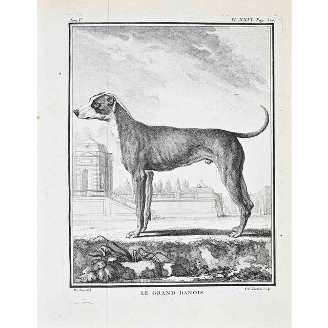 Buffon, histoire naturelle, 1767–1771 – tom. V, pl. Xxvi (p. 300): le grand danois copper engraving depicting le grand...