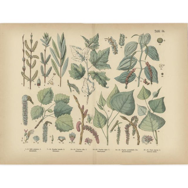 Gold Antique Botanical Charts of German Flora & Orchids Atlas, Stuttgart, 1885, Set of 6 For Sale - Image 8 of 9