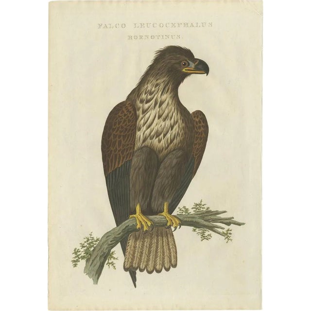 Cornelius Nozeman, M. Houttuyn & J. C. Sepp, Bird Illustration of the White-Tailed Eagle, 1829, Print For Sale