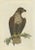 Cornelius Nozeman, M. Houttuyn & J. C. Sepp, Bird Illustration of the White-Tailed Eagle, 1829, Print For Sale