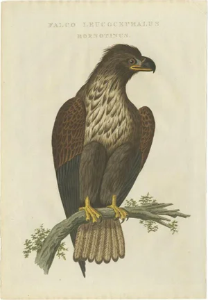 Cornelius Nozeman, M. Houttuyn & J. C. Sepp, Bird Illustration of the White-Tailed Eagle, 1829, Print