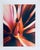 Contemporary Jeffrey Rothstein, Flora Fauna Series Vintage Color Photograph Abstract Flower Fuji Crystal Photo, c.1998 For Sale - Image 3 of 4