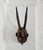 Bobo Uele Mask in hand-carved wood from the Bwa tribe in northern part of Burkina Faso. Antilope-shaped mask with human-...