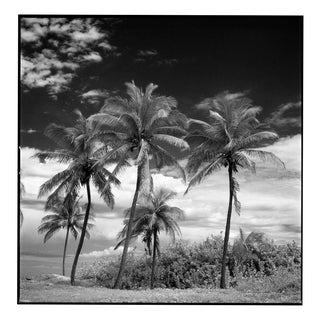 Paul Cooklin, Coconut Trees, Santa Maria Beach, Havana, Cuba, Edition of 50 For Sale