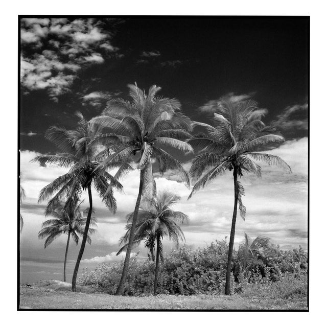 Paul Cooklin, Coconut Trees, Santa Maria Beach, Havana, Cuba, Edition of 50 For Sale