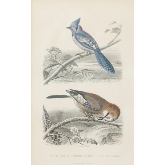 Custom Framed Antique Bird Engravings - Set of Two For Sale - Image 4 of 12