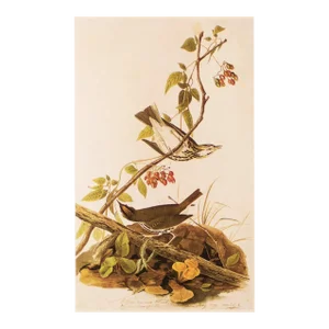 1966 Vintage Farmhouse Cottage Print "Golden-Crowned Thrush" After John James Audubon