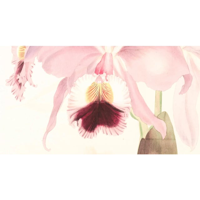 Realism Framed 1837 Paxton Cattleya Labiata (Crimson-Lipped Cattleya Orchid) Flower Engraving For Sale - Image 3 of 4