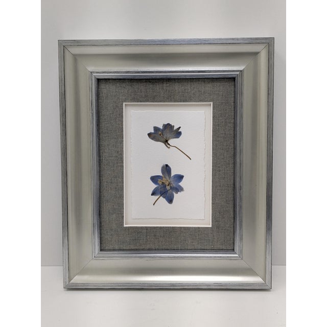 Contemporary Framed Pair of Pressed Blue Delphinium Flowers For Sale - Image 3 of 9