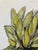 Green Ears of Corn Acrylic on Canvas Painting, Unsigned For Sale - Image 8 of 12