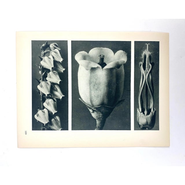 Antique Botanical Blossfeldt Print - No. 109 For Sale In Los Angeles - Image 6 of 6