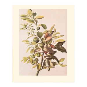1966 Vintage Cottage Print "American Ground Dove" After John James Audubon