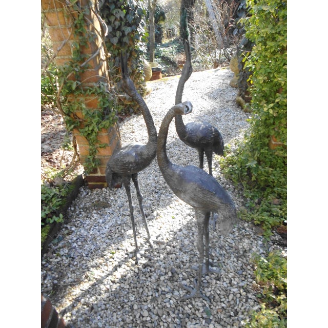 This group of cranes enjoys the morning sun, and the grace of these birds never fails to enchant. They are made of...