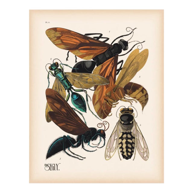 Set of 6 Insects Giclee Reproduction Art Prints After Emile Allain Séguy For Sale