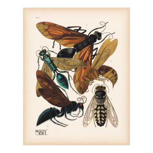 Set of 6 Insects Giclee Reproduction Art Prints After Emile Allain Séguy