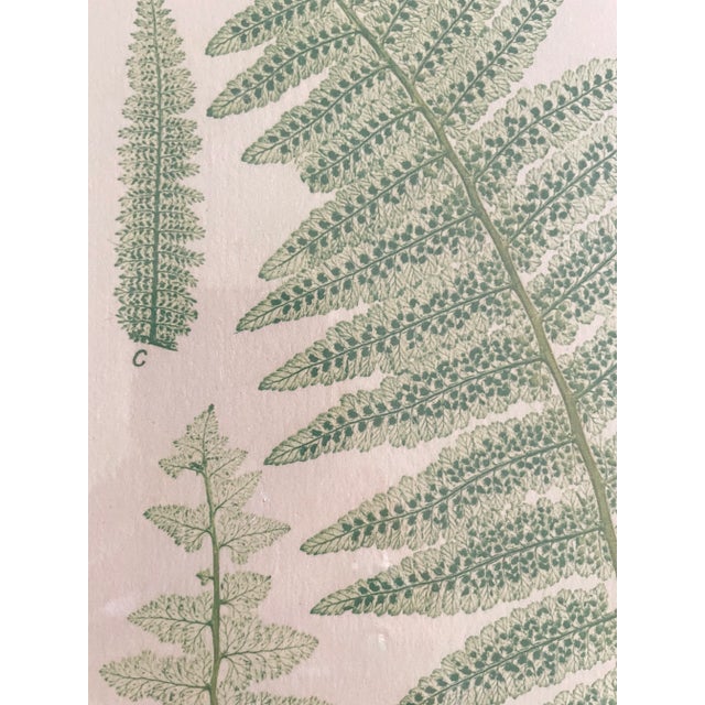 Mid 20th Century Vintage Henry Bradbury Nature Fern Print Framed For Sale - Image 5 of 9
