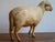 Antique 1930s Zoological Sheep Figurine / Model Used in School For Sale - Image 9 of 11