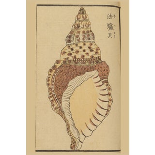 Vintage Japanese Shell, Woodblock Print Reproduction, 16" X 24" For Sale