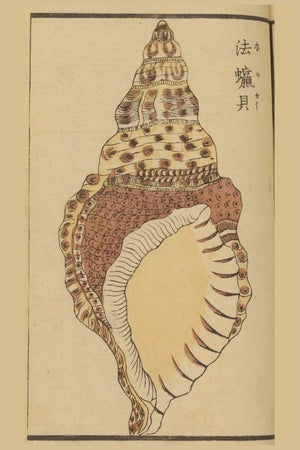 Vintage Japanese Shell, Woodblock Print Reproduction, 16" X 24"