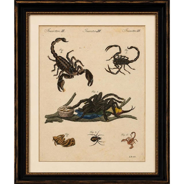 Black Bertuch, Tarantula, Spiders and Scorpions, 1790, Engraving For Sale - Image 8 of 10