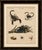 Black Bertuch, Tarantula, Spiders and Scorpions, 1790, Engraving For Sale - Image 8 of 10