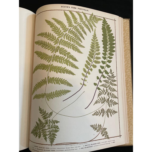 Paper Heath's Fern Portfolio, 1885 Complete With 15 Chromolithographs For Sale - Image 7 of 18