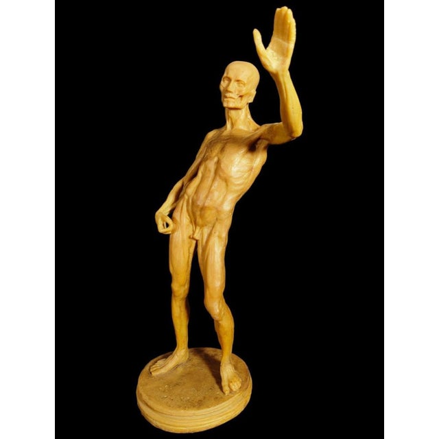 Anatomical Wax Model, 18th Century For Sale - Image 10 of 14