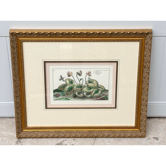 Vintage cyclamen flower print. Beautifully framed. Features pink cyclamen flowers. Perfect to add to any wall. This is a...