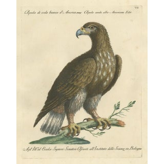 Manetti, White-Tailed Eagle, 1770, Print For Sale