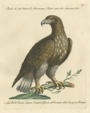 Manetti, White-Tailed Eagle, 1770, Print
