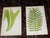 Realism Antique 19th Century Botanical Fern Wood Engravings - Set of 12 For Sale - Image 3 of 8