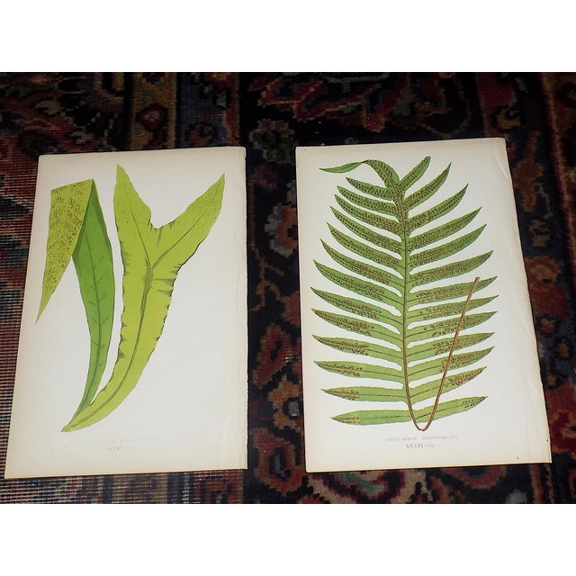 Realism Antique 19th Century Botanical Wood Engravings - Ferns - Set of 12 For Sale - Image 3 of 8