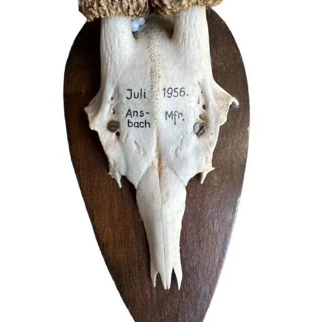 A 1950s Black Forest roe deer trophy on wood plaque with writing — authentic antlers with great character. Measures 5.5"W...