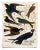 This collection originates from 19th century engravings and explores the contrast between saturated birds and a neutral...