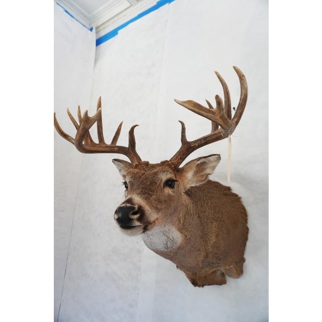2000 - 2009 White Tail Deer Head & Shoulder Mount For Sale - Image 5 of 18
