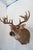 2000 - 2009 White Tail Deer Head & Shoulder Mount For Sale - Image 5 of 18