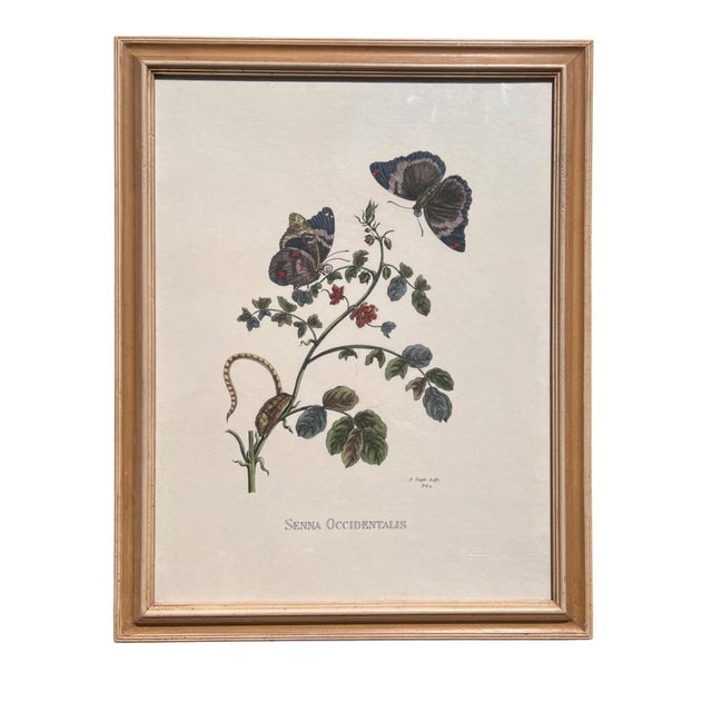 Illustration Pair of Italian Hand-Colored Botanical Engravings With Butterflies, Florence Italy For Sale - Image 3 of 18