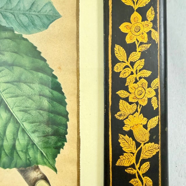 English Regency Period Watercolored Cherry Print in Hand Painted Lacquered Frame For Sale In Philadelphia - Image 6 of 16