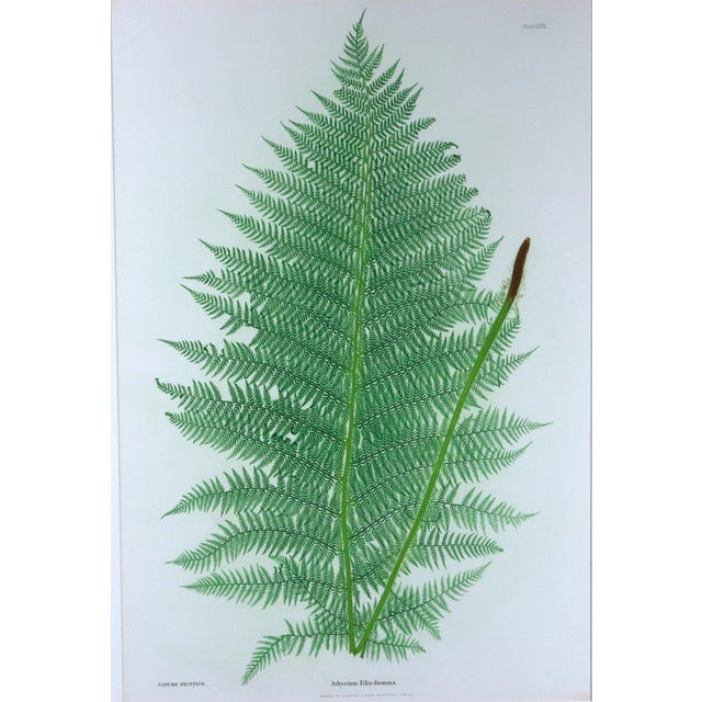 Paper Henry Bradbury Nature-Printed Fern Botanical Prints, Set of Four, Framed For Sale - Image 7 of 18