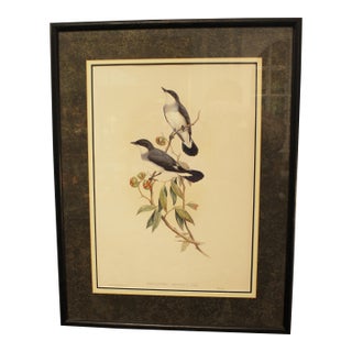 1970s English Framed Reproduction of Gould's White Tailed Robin Lithograph For Sale