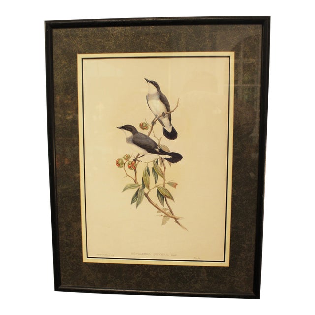 1970s English Framed Reproduction of Gould's White Tailed Robin Lithograph For Sale