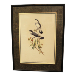 1970s English Framed Reproduction of Gould's White Tailed Robin Lithograph